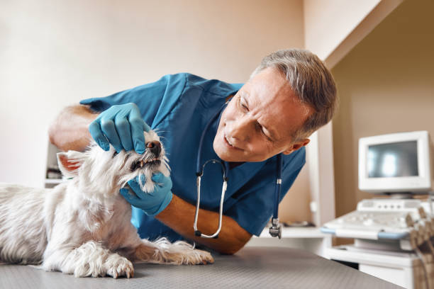 Best Emergency Treatment for Dental Infections or Abscesses in East Brady, PA